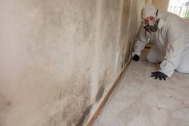 Best Mold Documentation for Insurance Claims  in Tremont, PA